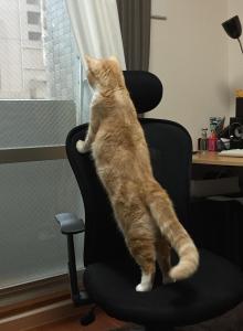にこまる