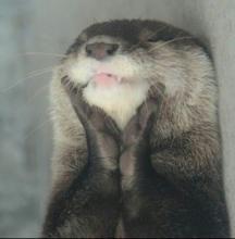 カワウソ
