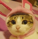 BUNNY