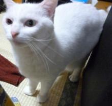 しろねこさん