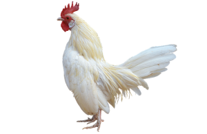 痛快ギター野郎