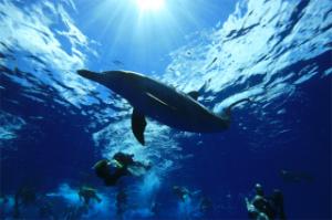 Slow Diver