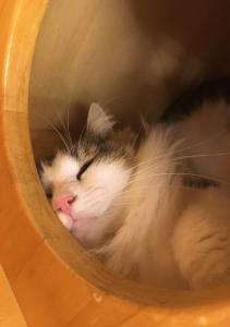 ゆーか。