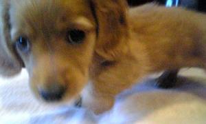 なんでやのん。