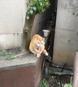 サヤカユーフラテス