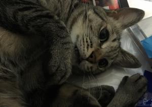 ネコヤマ