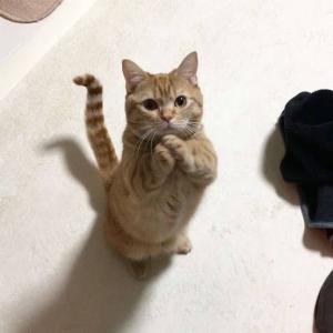 くろづくめ