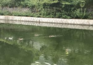 ここじ