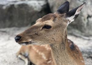 くりマロン