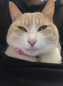 nanasy
