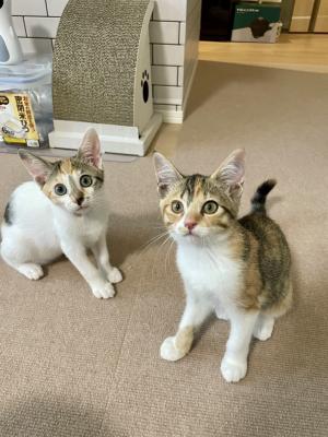 サウナ愛強め