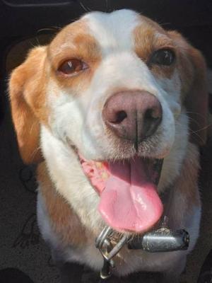 ビーグル犬好き（ギターボーカル募集中）