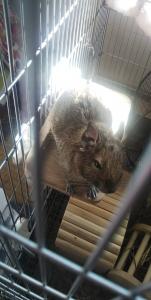 ひまじんのきわみ