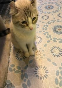 calico cat
