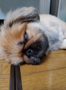 母音