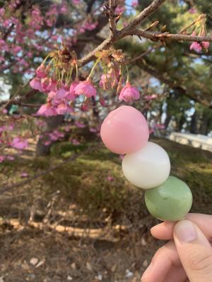 アオヤギ