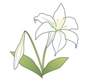 百合歌