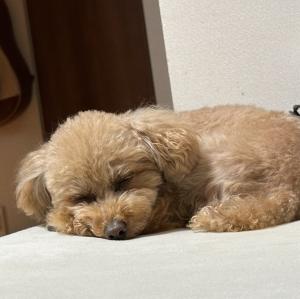 ナラントンガラグ