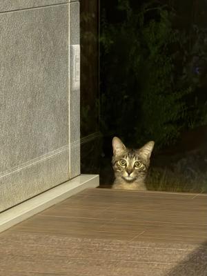 ちびまるっち