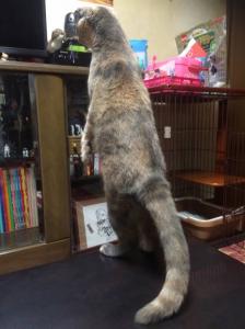 みゃおん