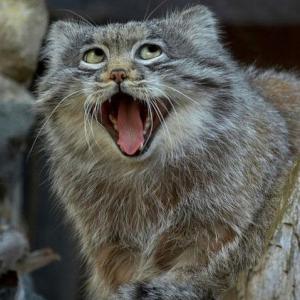 りょう