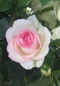 kazum_poppy_roses