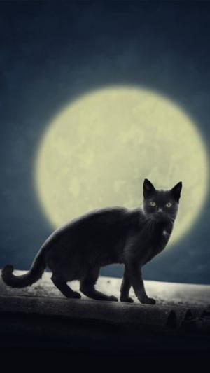 ゆかりにゃんこ