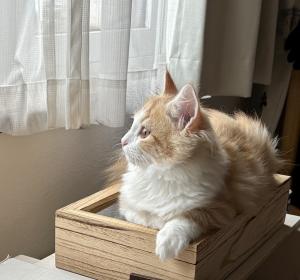 Elle