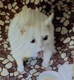 きりみくん