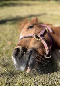 お酒弱いです！
