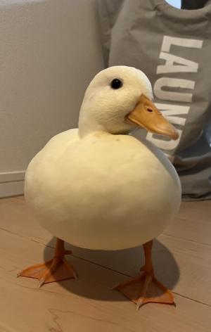 ゆうすけたろう、