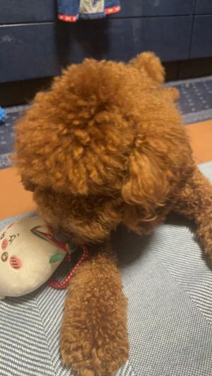 リヨン