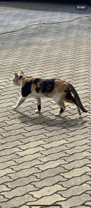 しずす