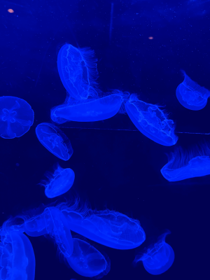 イワシの煮干し