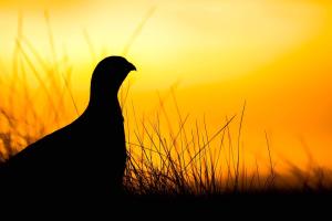 Rock Ptarmigan