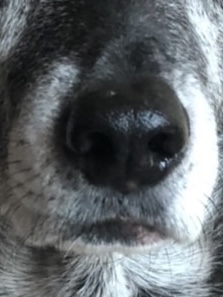 まーごめ