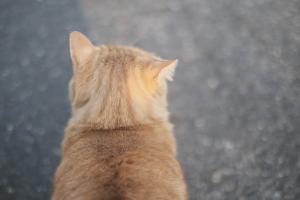 つるぱち