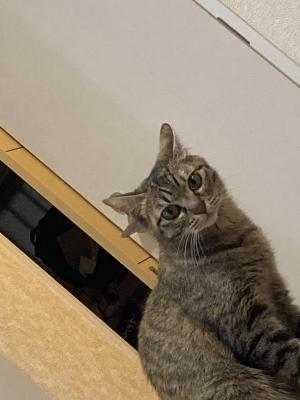 nya_mun