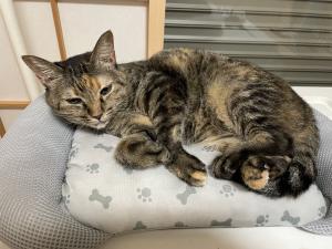 キジトラ猫