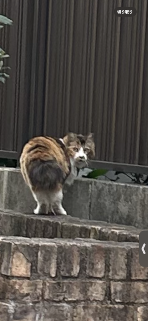 ねこ（5）