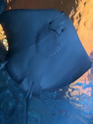 海舟