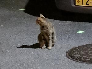 CAT11104