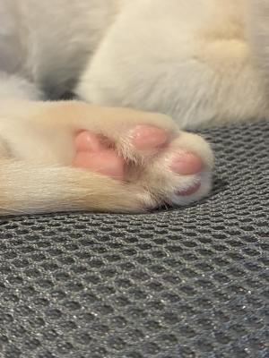 にゃんにゃん。