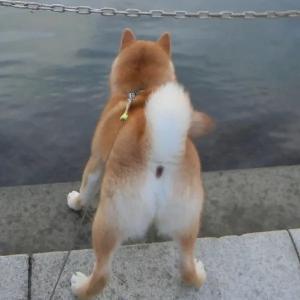 ウォーク ザ ドッグ
