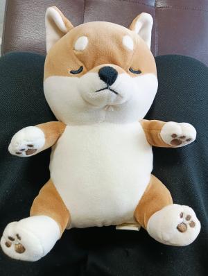 柴　犬吉