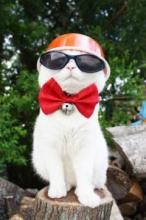 六弦猫