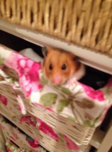 かやか