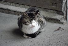 いぬ。
