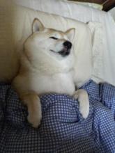 puku