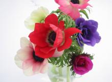 Anemone